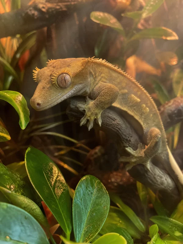 Gecko à crête