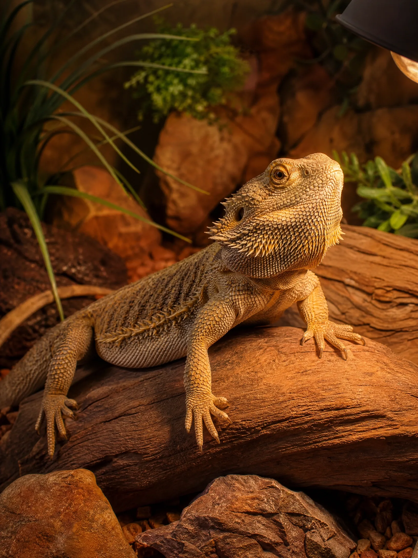 Pogona