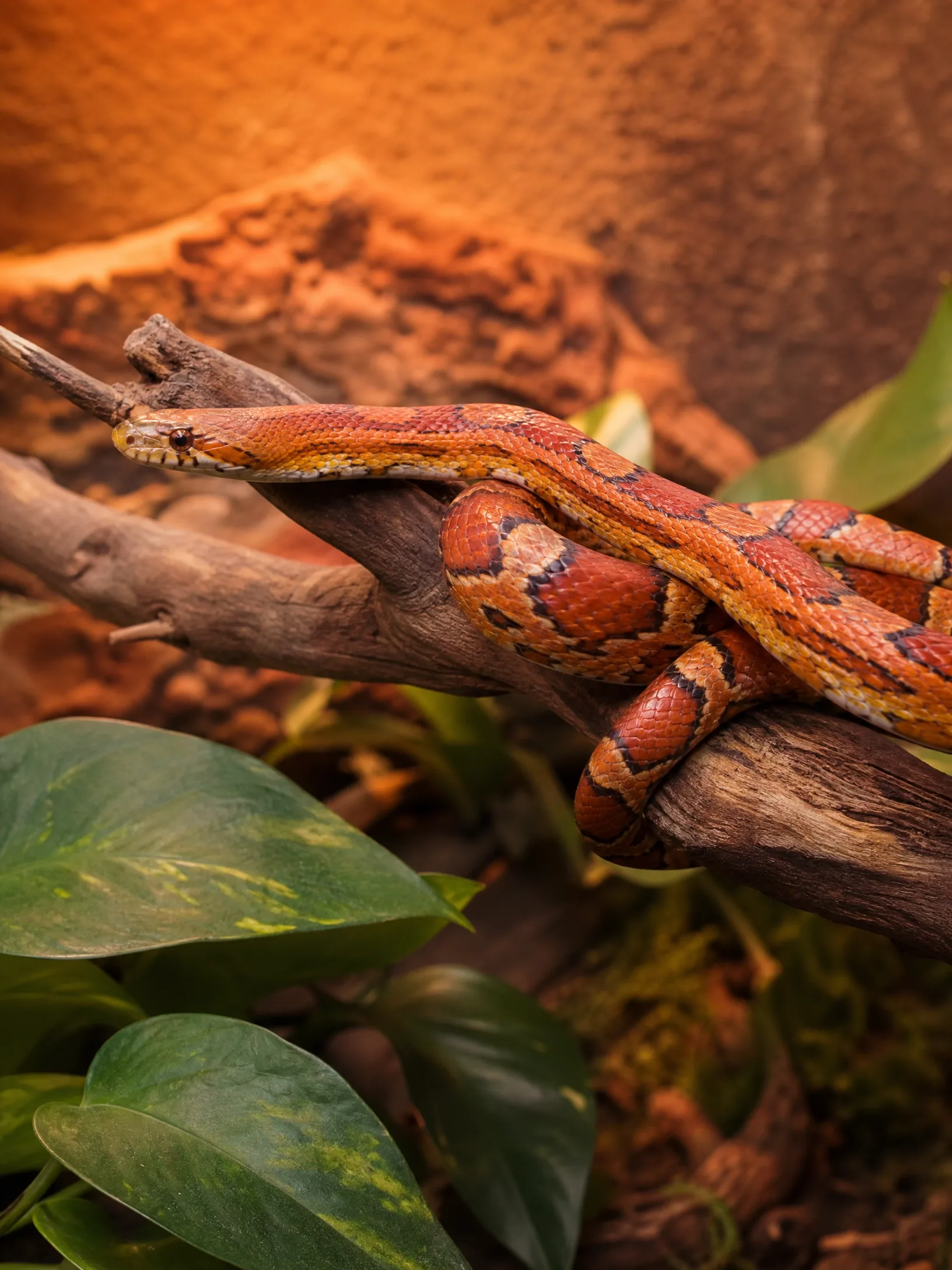 Serpent des blés