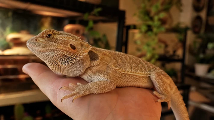 Apprivoiser pogona