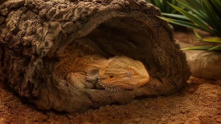 Brumation Pogona