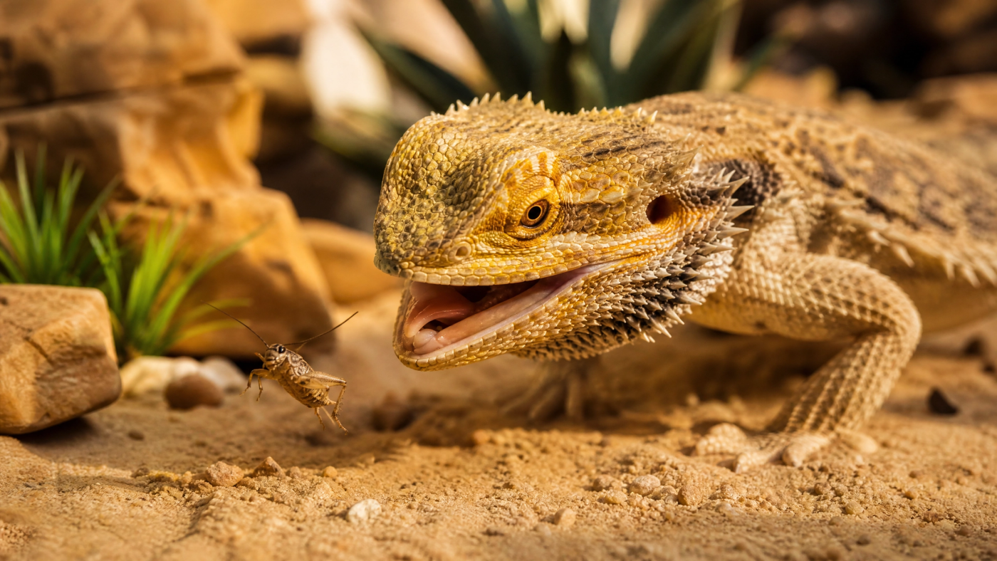 insectes pogona