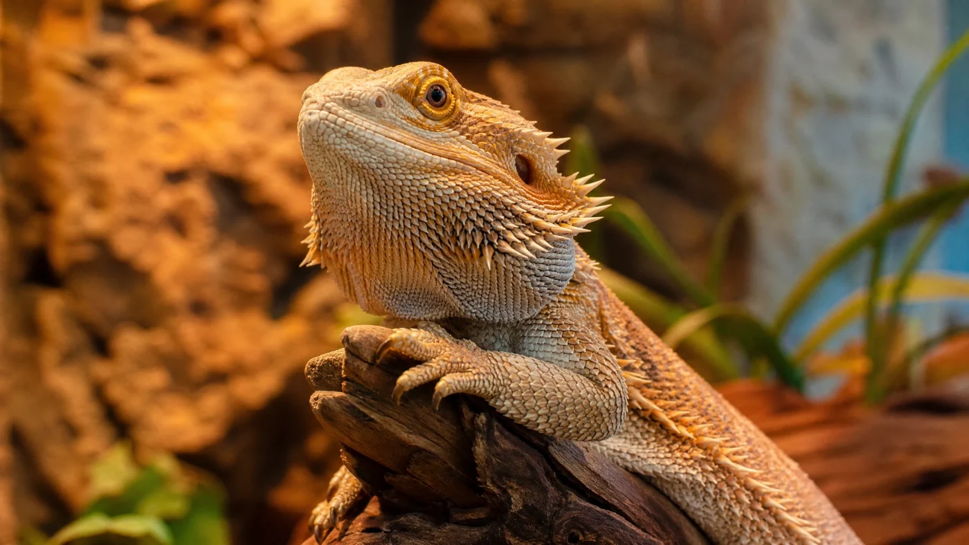 Maladie Pogona